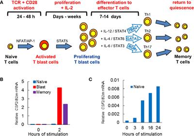 T Cell Receptor and Cytokine Signaling Can Function at Different Stages to Establish and Maintain Transcriptional Memory and Enable T Helper Cell Differentiation